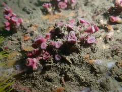 Cladopsammia eguchii