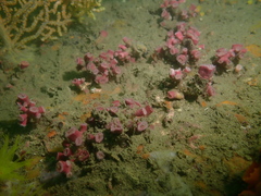 Cladopsammia eguchii