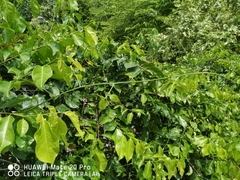 Salacia chinensis