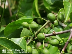 Salacia chinensis