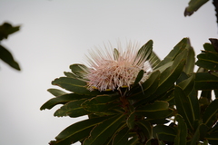 Protea comptonii