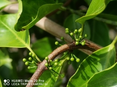 Salacia chinensis