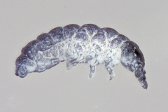 Neanuroidea