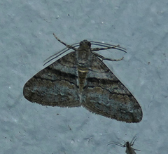 Prionomelia spododea