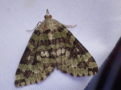 Hydriomena speciosata