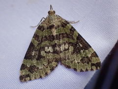 Hydriomena speciosata