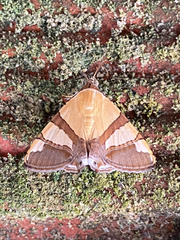 Eulepidotis julianata