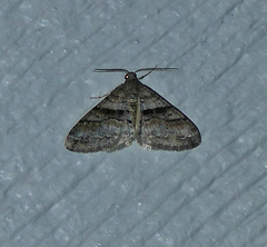 Prionomelia spododea