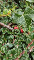 Cotoneaster cashmiriensis