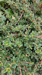 Cotoneaster cashmiriensis