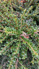 Cotoneaster cashmiriensis