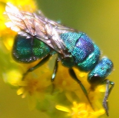 Ceratochrysis