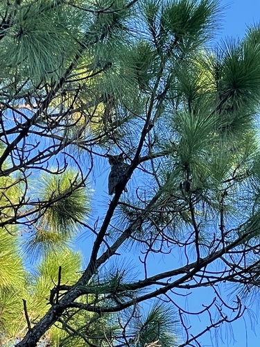Strigidae image