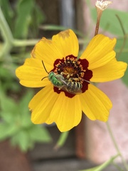 Agapostemon