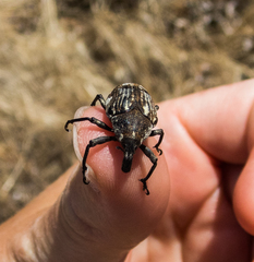 Larinus onopordi