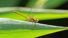 Sympetrum hypomelas