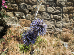 Echinops spinosissimus