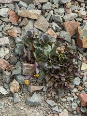 Senecio soldanella