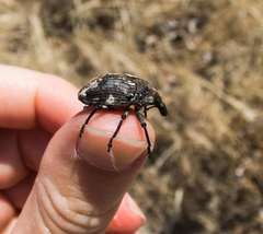 Larinus onopordi