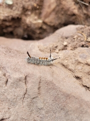 Orgyia pseudotsugata