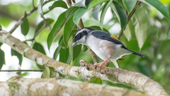 Pteruthius aeralatus