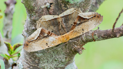 Chorodna metaphaearia