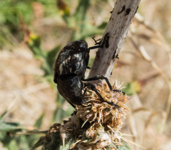Larinus onopordi