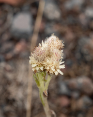 Antennaria caucasica
