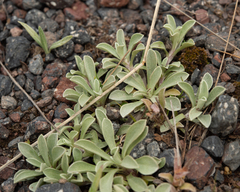 Antennaria caucasica