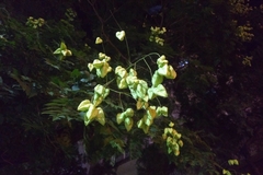 Koelreuteria paniculata