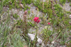 Castilleja parviflora oreopola