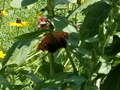 Polygonia comma