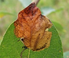 Heterarthrus microcephalus