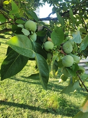 Diospyros