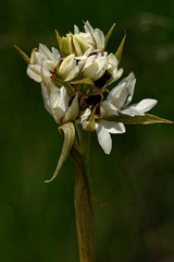 Orthochilus eustachyus image