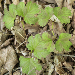 Viburnum opulus opulus