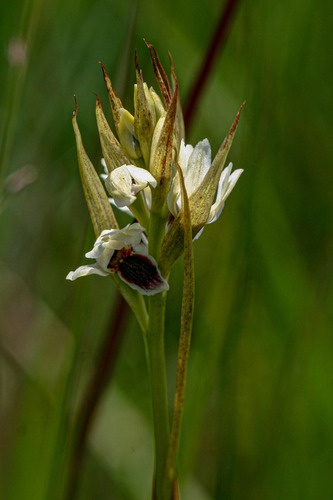 Orthochilus eustachyus image