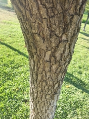 Diospyros