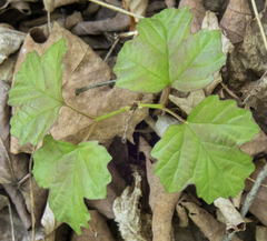 Viburnum opulus opulus
