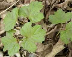 Viburnum opulus opulus