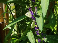 Pieris rapae