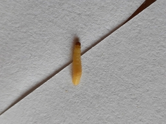 Insecta