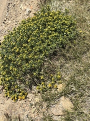 Chrysothamnus viscidiflorus viscidiflorus