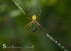 Argiope aemula