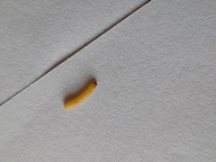Insecta