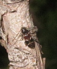 Phymatodes alni