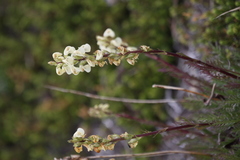 Pedicularis contorta