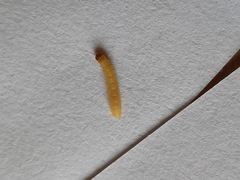 Insecta