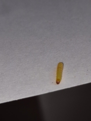 Insecta