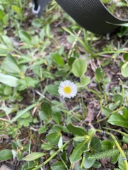 Erigeron humilis